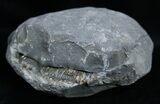 Inch Dactylioceras Ammonite In Concretion #2095-1